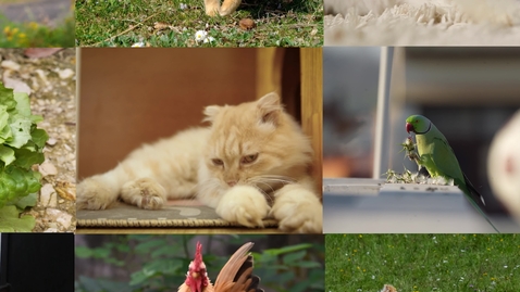 Thumbnail for Switch Security Arcade