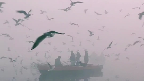 Thumbnail for birds_flying.mp4