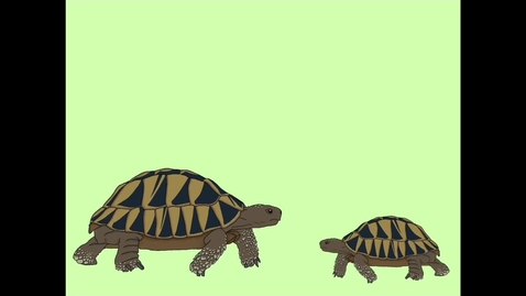 Thumbnail for Young Minds Science Film Day 2023 - Schildkröte