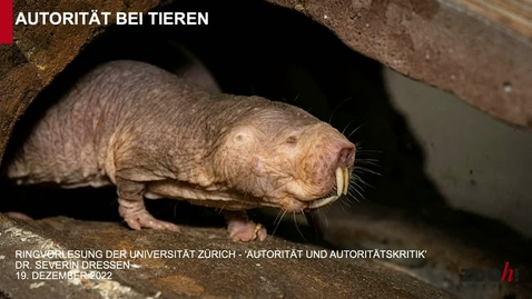 Thumbnail for Autorität bei Tieren