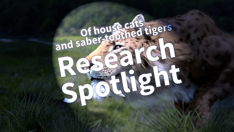 Thumbnail for Research Spotlight: Of House Cats and Saber-Toothed Tigers