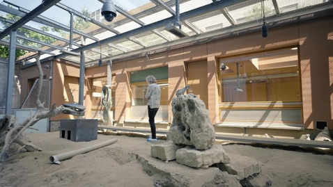 Thumbnail for Meerkats_Marta_Manser_EN