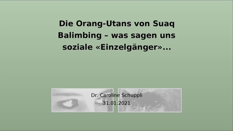 Thumbnail for Die Orang-Utans von Suaq Balimbing – was sagen uns soziale «Einzelgänger» über Kultur und Intelligenz?