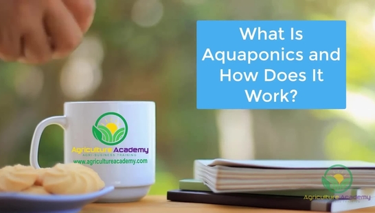 Aquaponics
