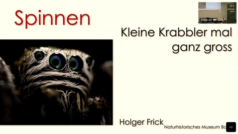 Thumbnail for Spinnen – kleine Krabbler mal ganz gross
