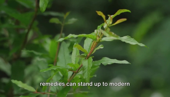 T2_Phytopharmaceuticals_Antibiotic resistance