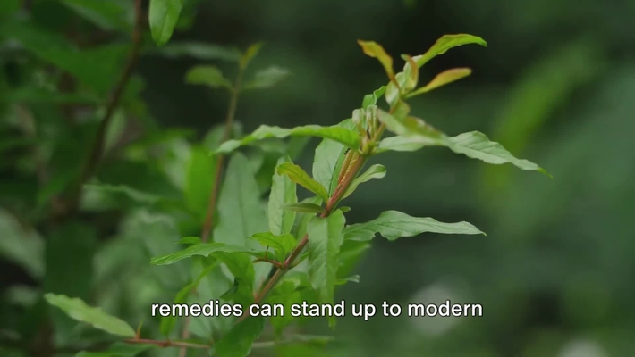 T2_Phytopharmaceuticals_Antibiotic resistance