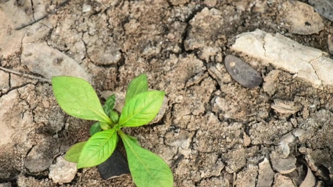 Thumbnail for KIRE - LNW