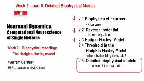Thumbnail for 2.5 Detailed Biophysical Models