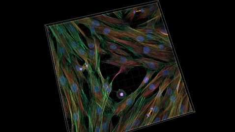 Thumbnail for Image Processing and Analysis for Life Scientists Teaser