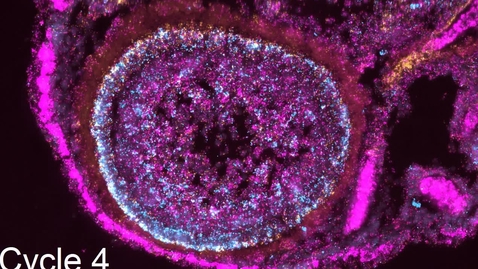 Thumbnail for HybISS Cycles , zebrafish eye