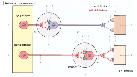 Thumbnail for 28.1, 2021 sem 14 vidéo 1