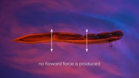 Thumbnail for V0048: To swim fast or go far? Answers from 1-guilla, the robotic eel