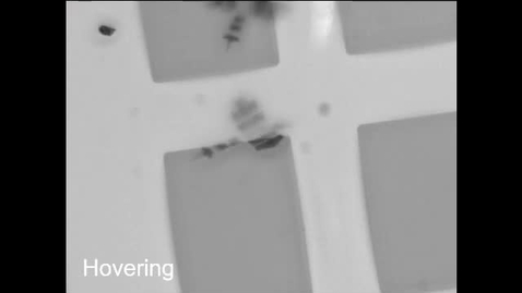 Thumbnail for A bird-like microrobot in action